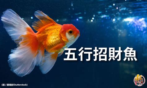 魚生小魚風水|招財魚種大公開